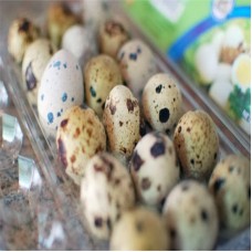 Eggs of quail