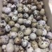 Fertilized quail eggs