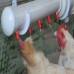 Poultry Hoses