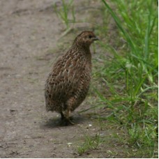 Japanese quail for sale